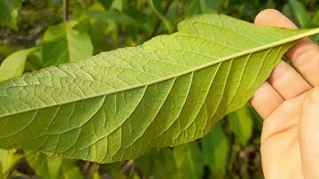 nguy hiểm! dùng cây mật gấu (lá đắng) nhất định phải biết. bài thuốc tác dụng kiêng kỵ.thaoduocviet