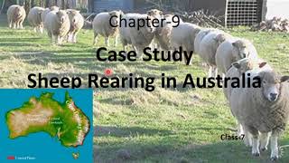 case study part 3 ( sheep rearing in Australia)  for class 7