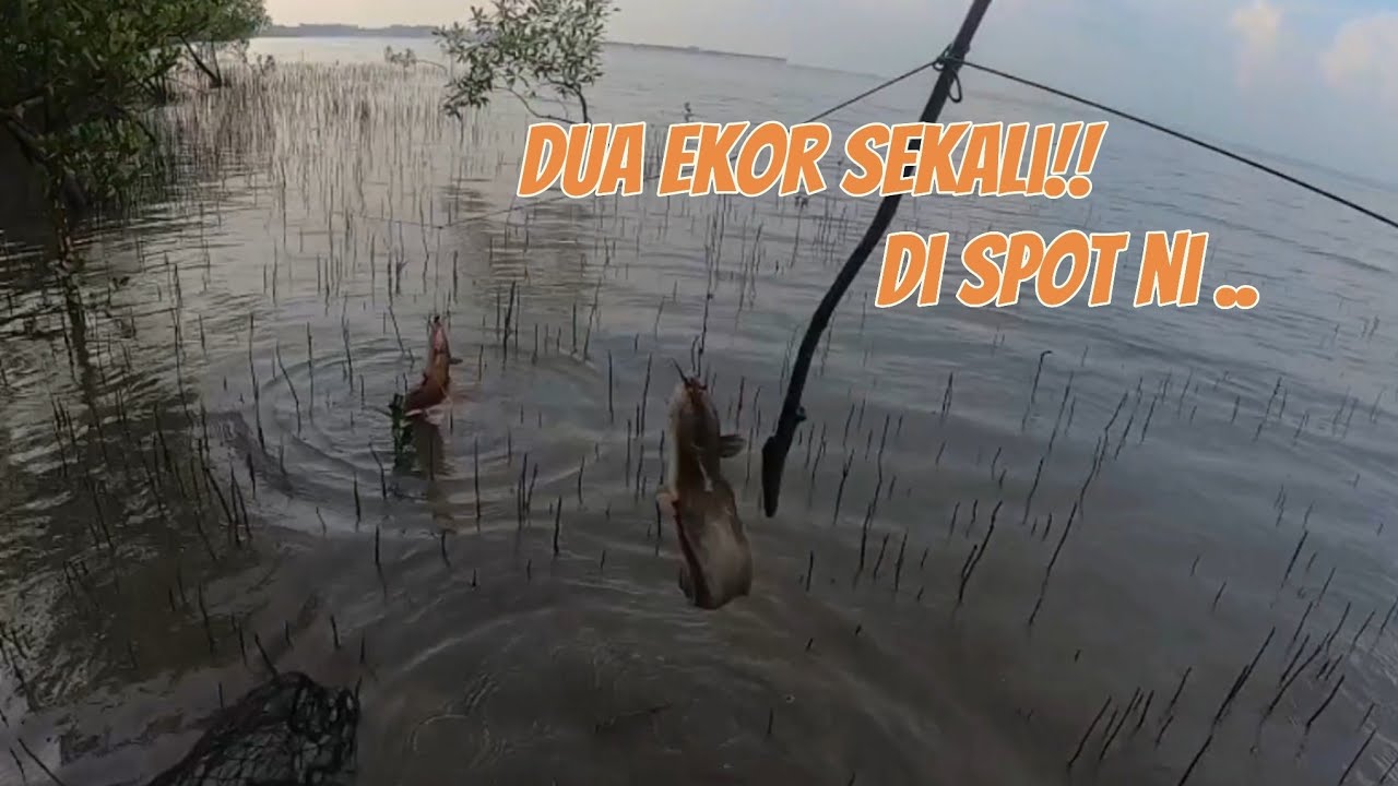 MERAWAI SEMBILANG BAWAH POKOK PERSISIRAN PANTAI ⁉️