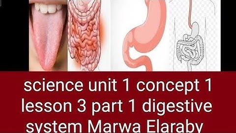 Grade 4 science unit 1 concept 1 lesson 3 part 1 digestive system Marwa Elaraby 2026