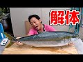 秋のヒラマサ解体