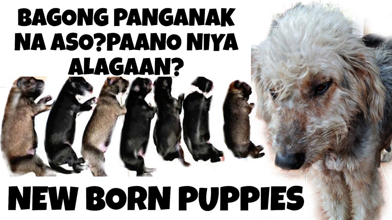 new-born-puppies-paano-niya-alagaan-ang-mga-bagong-anak-7-puppies-ang