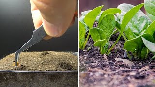 Spinach Growing from Seeds - Time Lapse