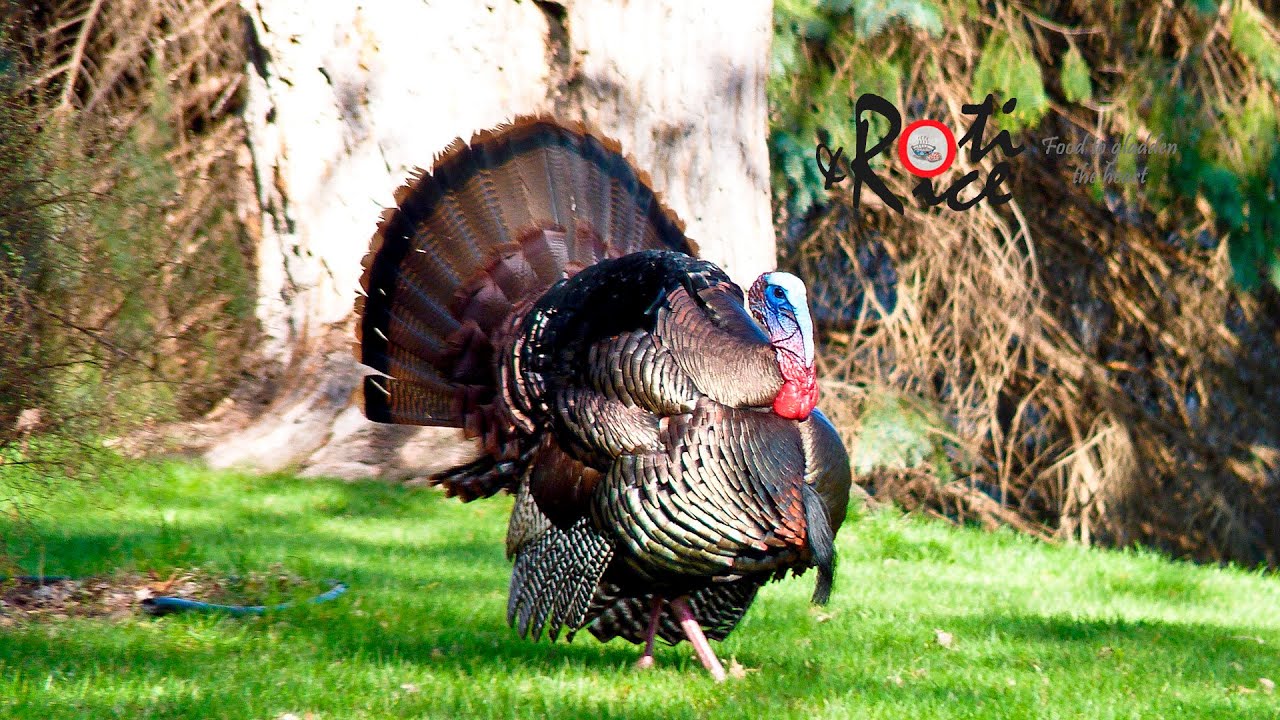 The Turkey Strut and Duck Waddle Roti n Rice YouTube