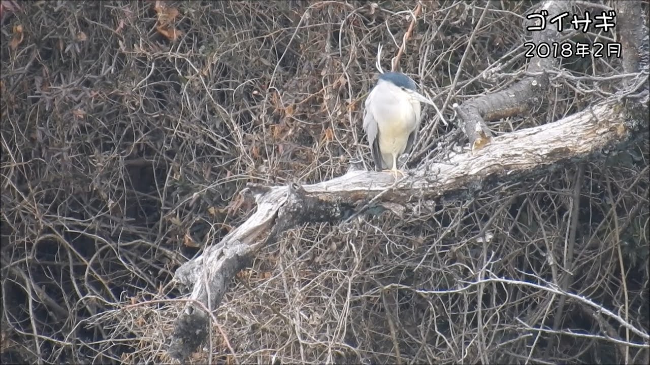 野鳥雨靴 ゴイサギ Black-crowned night heron (Nycticorax nycticorax)【狩猟鳥】