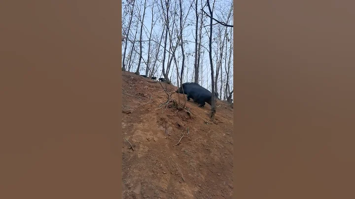 Wild Pig Living in Mountain 🐗⛰️ #warthog #pig #boar #hog #viral #animal #wildpig #wildboar #wildlife