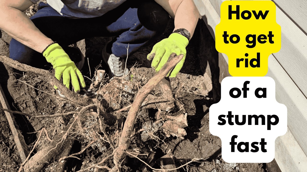 The Best Way to Remove a Stump Forever for FREE - YouTube
