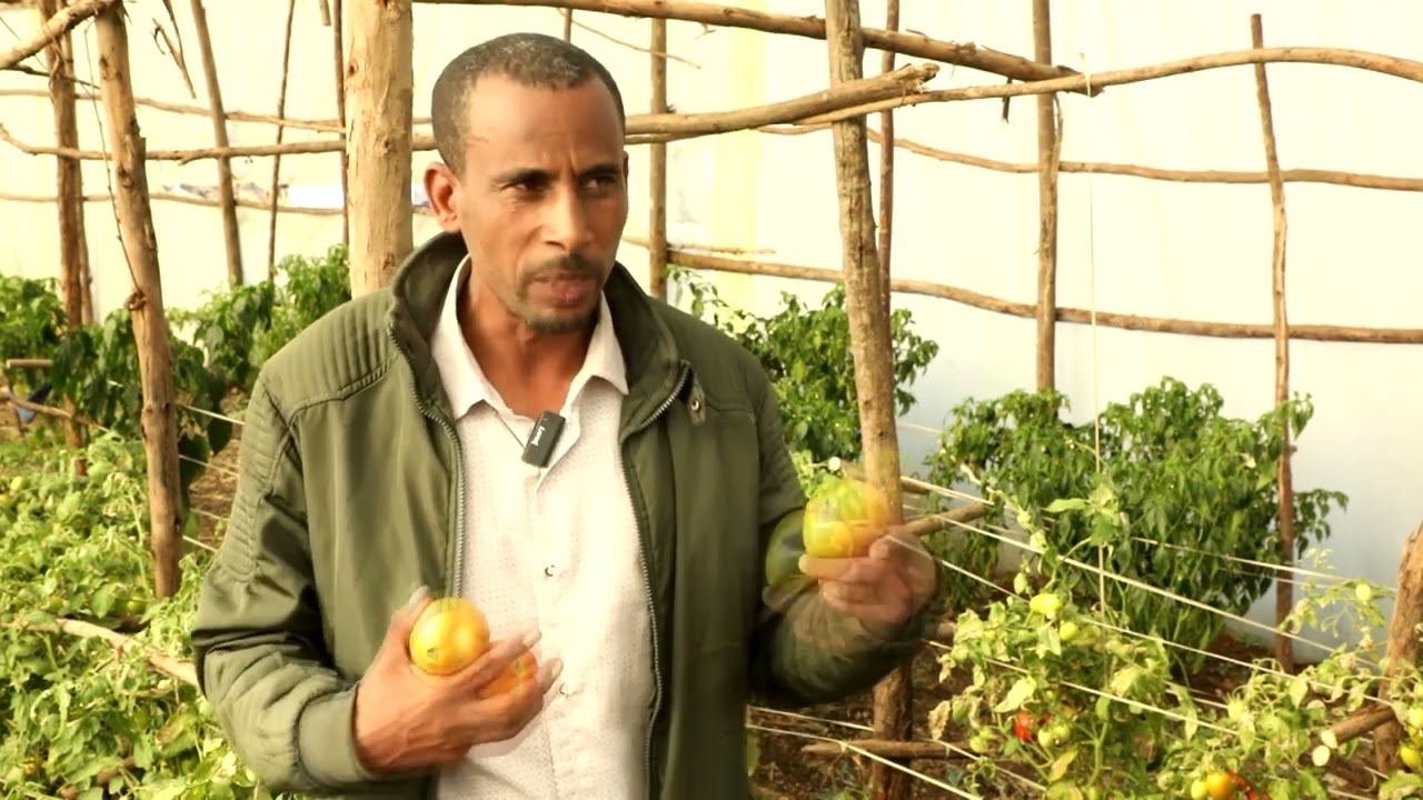 የባለሙያዎችን ምክረ ሃሳብ በመጠቀም አትክልት እና ፍራፍሬን በግሪን ሃውስ በማልማታቸው ኑሯቸውን እያሻሻሉ መሆናችውን የዳባት ወረዳ አርሶ አደሮች ተናገሩ፡፡