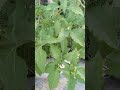 Makoye khane ke fayde🫐//healthy uses of makoye plant #trending #viral #plants