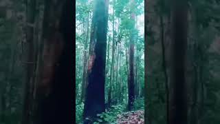 Moonaar മനനർ വനതതൽ കട ഒനന പയ നകകയത എതര സനദരമയ സഥല 31 January 2023