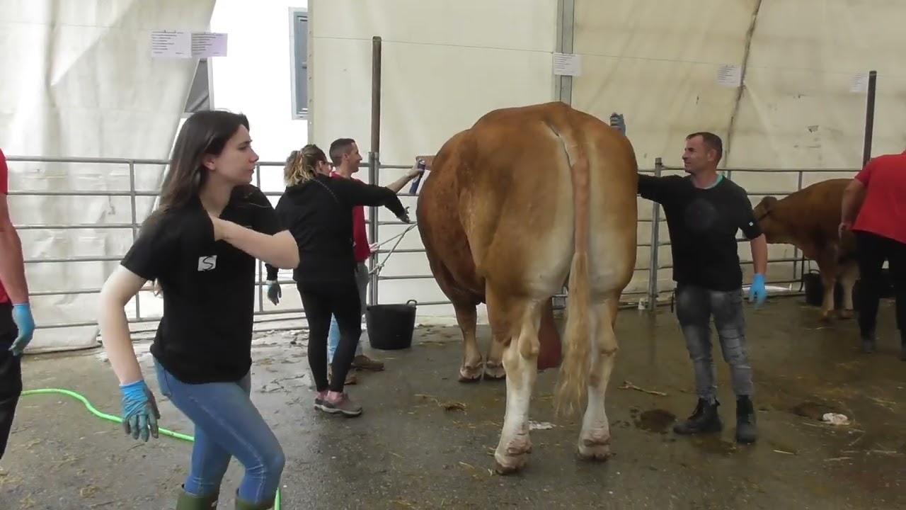 Treceño 2024 llegó  a su FIN. Domingo 16/ 06 /2024🐂🎉🎊