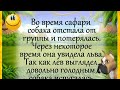 Анекдоты! "Собрал Лев всех зверей.." ЮМОР для ВСЕХ! Позитивчик!))