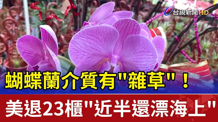 蝴蝶蘭介質有"雜草"！美退23櫃"近半還漂海上" - 天天要聞
