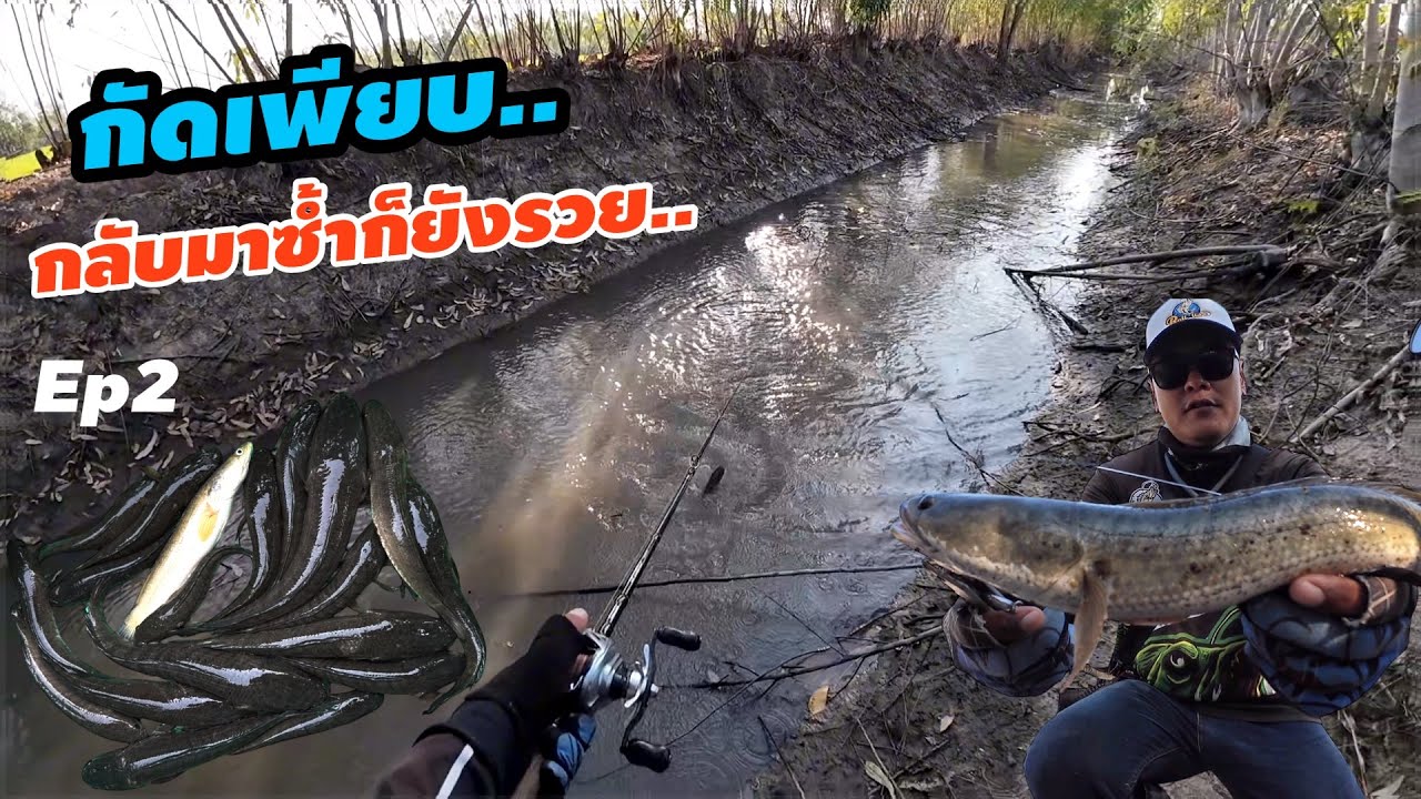 กัดเพียบ หมายข้างทาง มาซ้ำก็ยังรวย..!! Ep2 เหยื่อกบยางแร๊พเตอร์ 