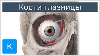 Кости глазницы - Анатомия человека | Kenhub