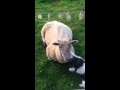 Miley the puppy giving a lamb a spruce up!