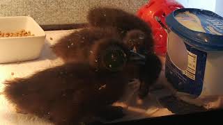 Eating Paper Towel (Day 5)