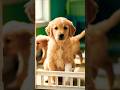 I Didn’t Choose My Puppy. He Chose Me #puppy #adoptme #goldenretriever #shorts