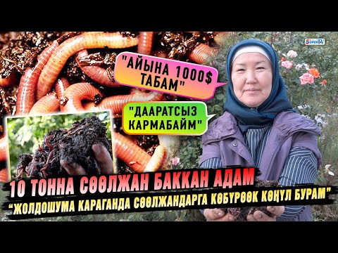 Үйүндө 10 тонна сөөлжан баккан адам | “Сөөлжан багып айына 1000 доллар табам” дейт ал