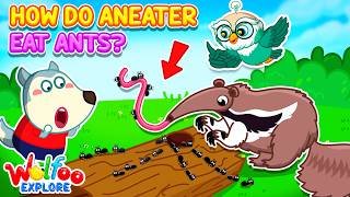 How Do Anteaters Eat Ants? 🐜🔍Wolfoo Explore - Animals | Educational Videos