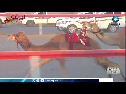 ش1 خيرة لـ هجن البشاير (السباق السنوي للاتحاد العماني 19-01-2026ص) لقايا بكار 8:04:91