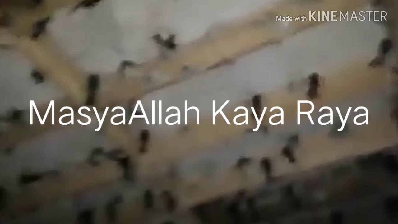 Rbw Produktif Auto Kaya Raya