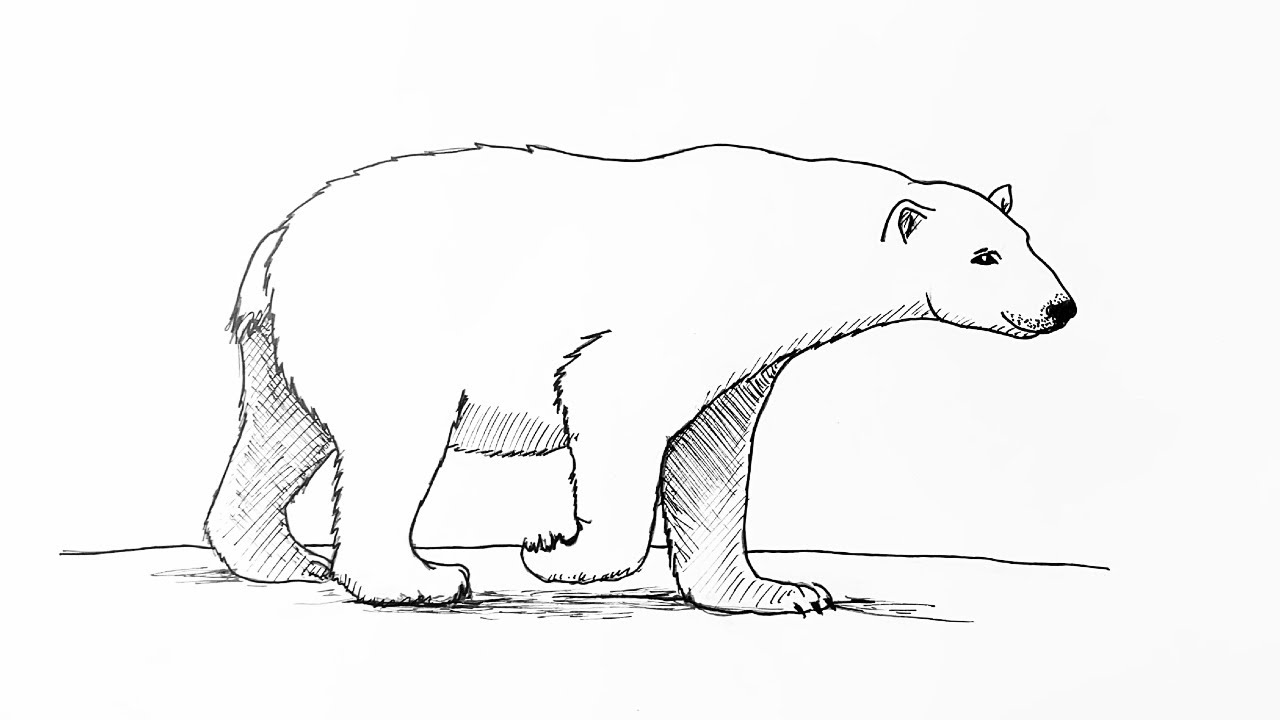 Bear Drawing Images - Free Download on Freepik