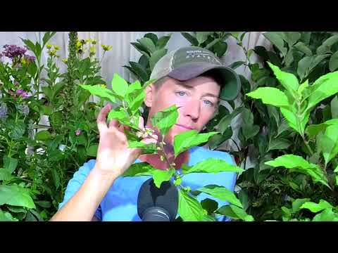 Video: Care Of Carolina Silverbell - Consejos para cultivar Halesia Siverbells