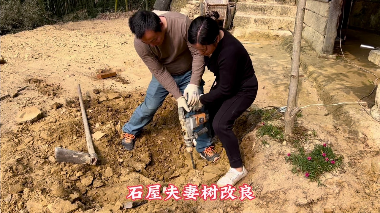 石屋夫妻树改良，现在这样是没办法长啦！