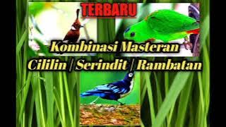 Masteran cililin gacor  |  Burung serindit gacor | suara masteran burung rambatan gacor speed rapat