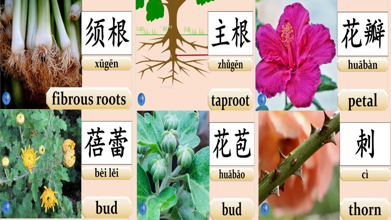 Parts of Plants 植物的部分 How to write 须根 fibrous roots 主根 taproot 花瓣 petal ...