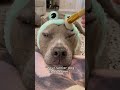 Senior dogs aren’t always innocent.