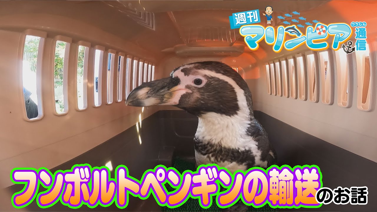 週刊マリンピア通信 ＃142 フンボルトペンギンの輸送 - YouTube