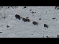 Domuz Avı Wild Boar Hunting