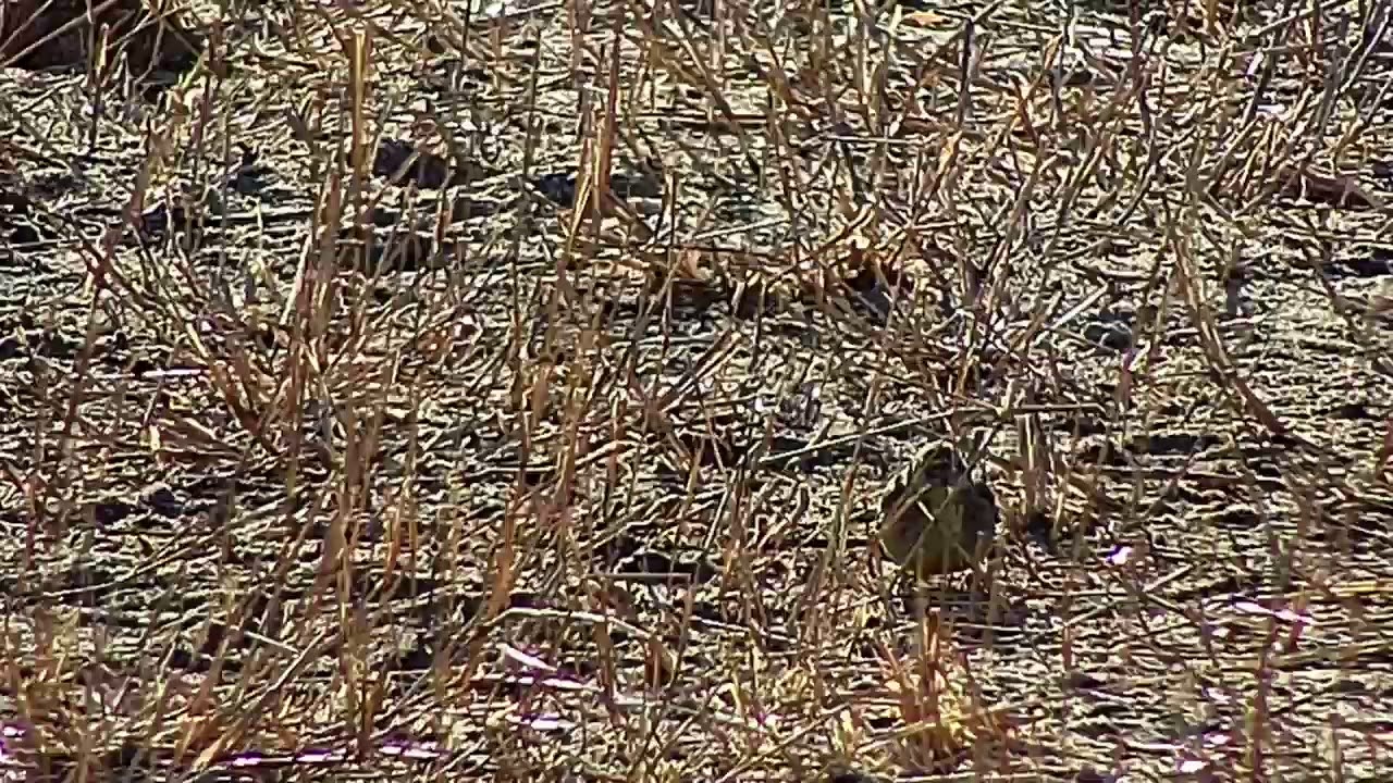 Djuma: Birds-Ring-necked Dove, Go-away-bird-can you help ID the other