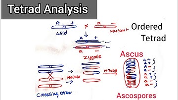Tetrad Analysis in Neurospora l Competitive Botany l
