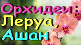 Орхидеи,узамба́рские фиалки,Самара🌺