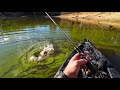 Catching big redfin perch in green snot