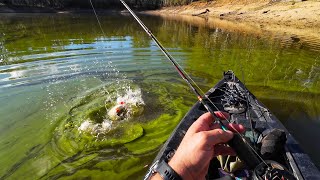 Catching Big Redfin (Perch) In Green Snot