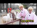 [방탄소년단 지민] 지민이와 동물 친구들 모음.zip /BTS Jimin with cute animals
