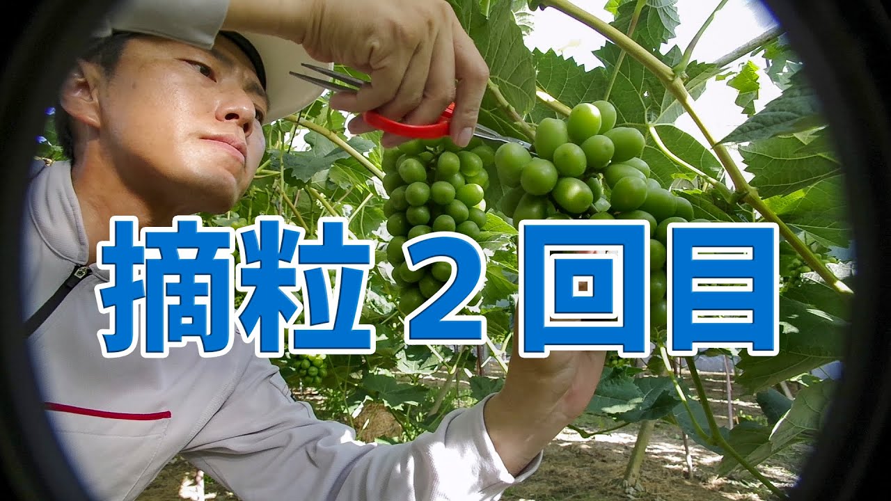 最終摘粒作業 2019