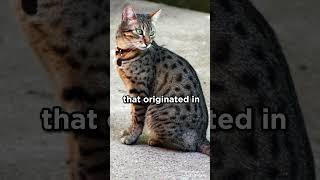 The oldest known cat breed #cats