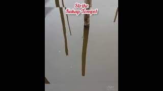 Mancing Kakap tompel di pinggiran #shorts #mancingmania #mancingpinggiran #kakaptompel