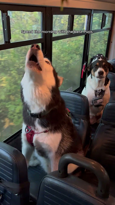 Spend the morning with the best pups