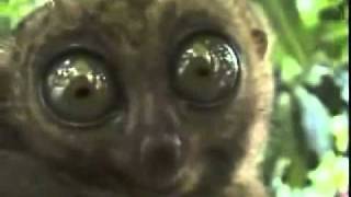 Dramatic Lemur