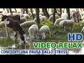 VIDEO RELAX: Gregge al pascolo sull'argine del fiume Brenta - San. Croce Bigolina - Cittadella (PD)
