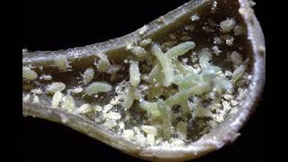 Heres How Insects Coax Plants Into Making Galls