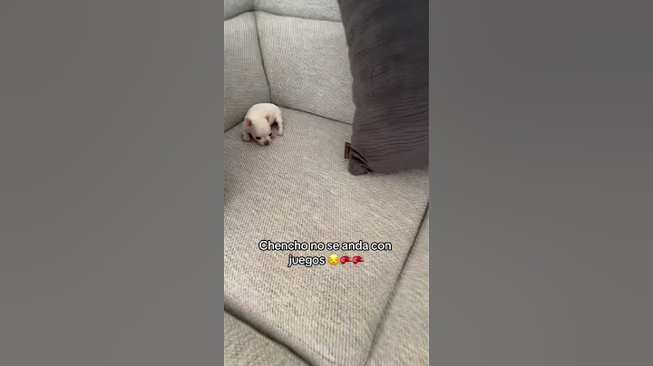 Chihuahua Valiente: ¡Protege la Casa Mientras Su Dueño Se Va! 🏠🐶