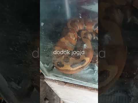 ular dipong santai