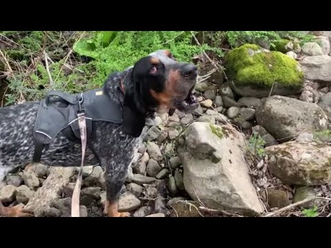 Video: Coonhound Verlamming By Honde
